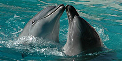 Дельфинарий в Кайо-Гильермо